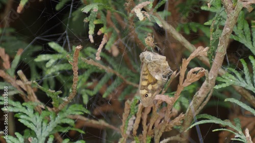 Araña reclusa parda  capturando  
 en su tela de araña una mariposa astragalus photo