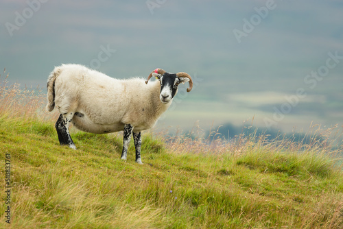 Принти на полотні Scottish Blackface Swaledale ewe, or female sheep with curly horns and thick fleece, stood in a lush summer meadow in Swaledale, North Yorkshire