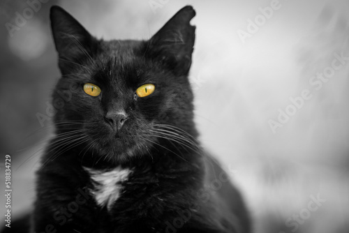 black and white yellow eye cat with bokeh photo