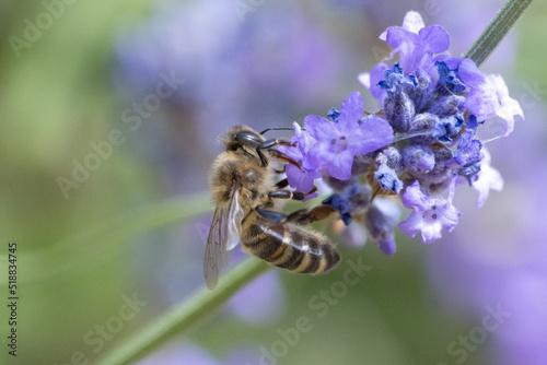 bee on lavender © Marcus Grant