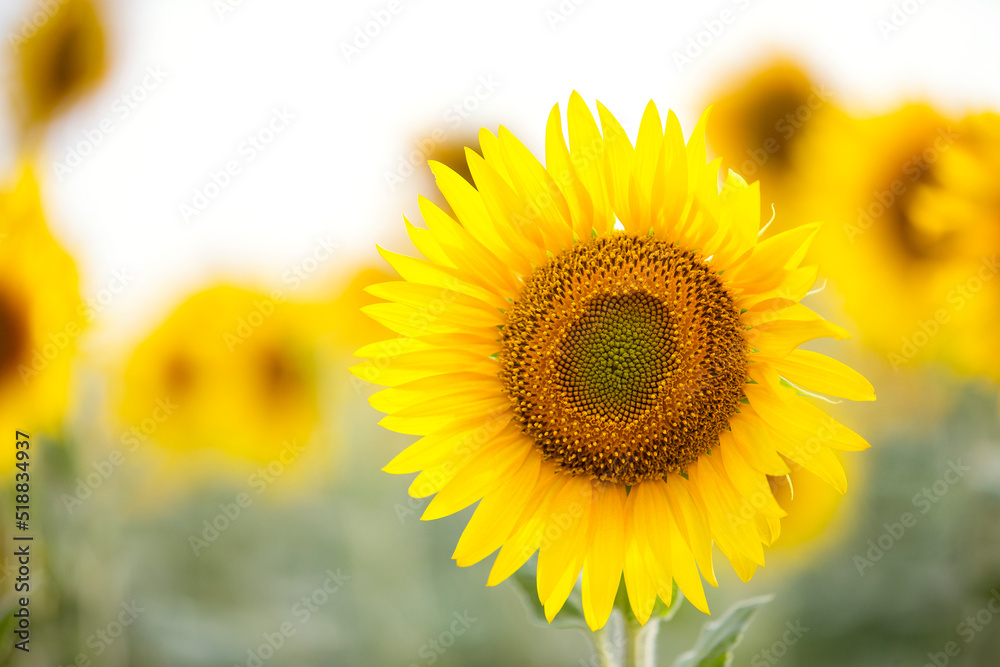 Field of beautiful golden sunflowers backlit by the sun ready to harvest Field of beautiful golden sunflowers backlit by the sun ready to harvest
