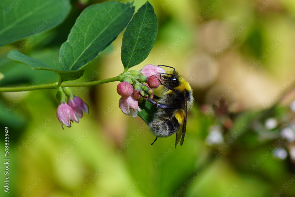 White-tailed bumblebee (Bombus lucorum), family Apidae on the flowers of Common Snowberry (Symphoricarpos albus), honeysuckle family (Aprifoliaceae). Summer in a Dutch garden. White-tailed bumblebee (Bombus lucorum), family Apidae on the flowers of Common Snowberry (Symphoricarpos albus), honeysuckle family (Aprifoliaceae). Summer in a Dutch garden.