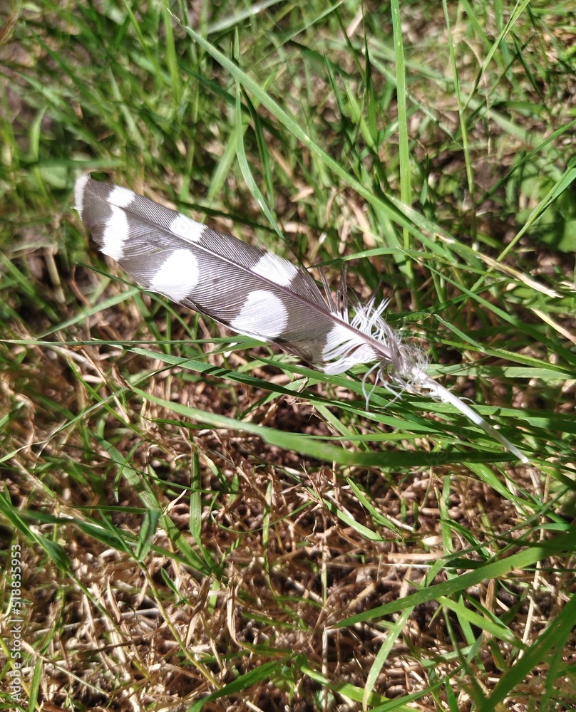 Obraz premium feather on the grass