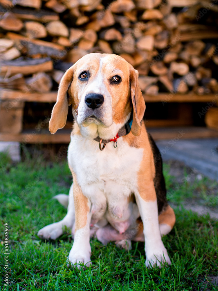 A beagle dog sits on a background of blurred grass and firewood. An old dog that recently gave birth to puppies