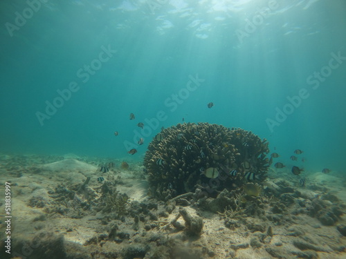 水中風景 サンゴと熱帯魚