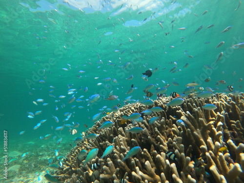 サンゴに群れる海水魚