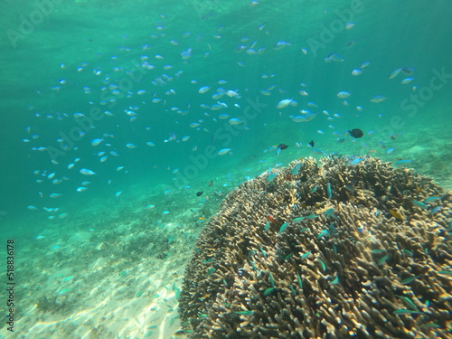 サンゴに群がる熱帯魚