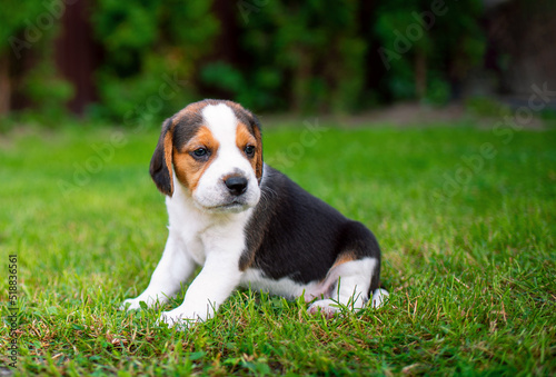 A small beagle puppy. The beautiful puppy is three weeks old. It is on the background of blurred green grass