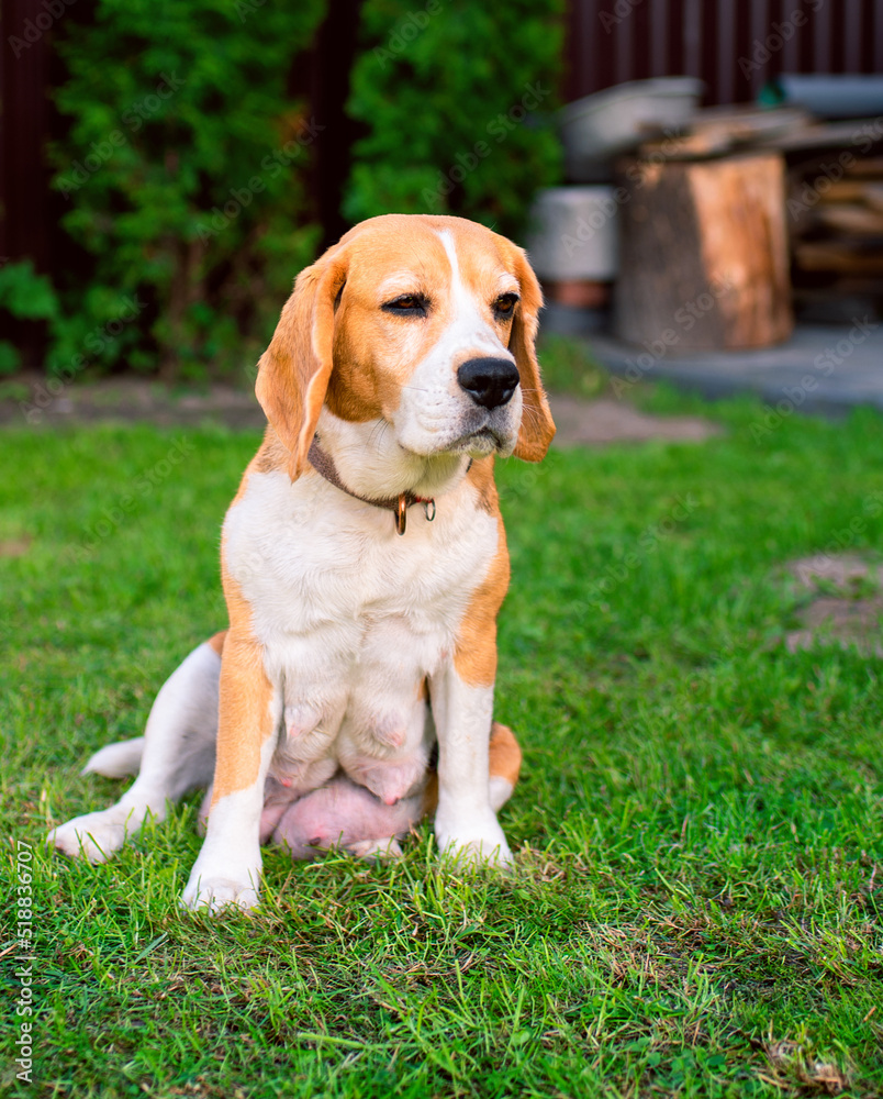 A beagle dog sits on a background of blurred grass. An old dog that recently gave birth to puppies