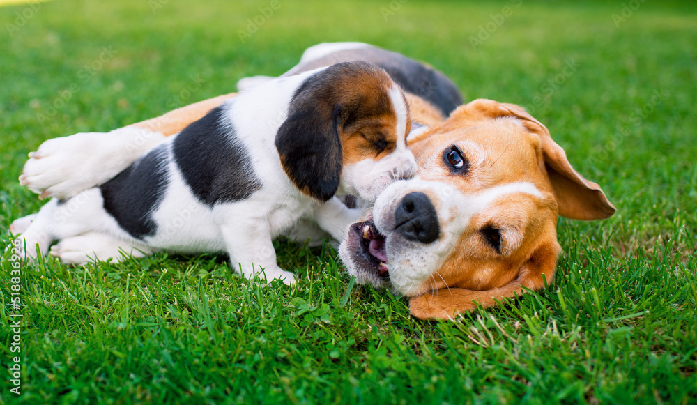 A small beagle puppy. The beautiful puppy is three weeks old. It is on the background of blurred green grass. A puppy is playing with its mother
