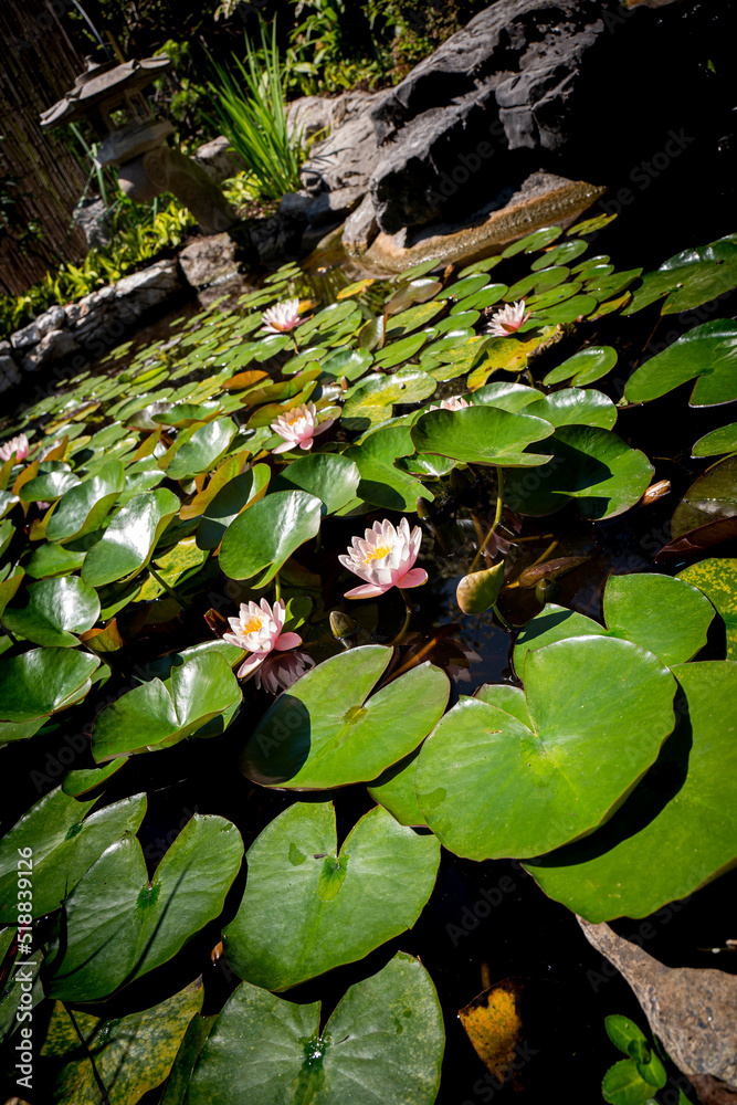 au coeur des lotus au coeur des lotus