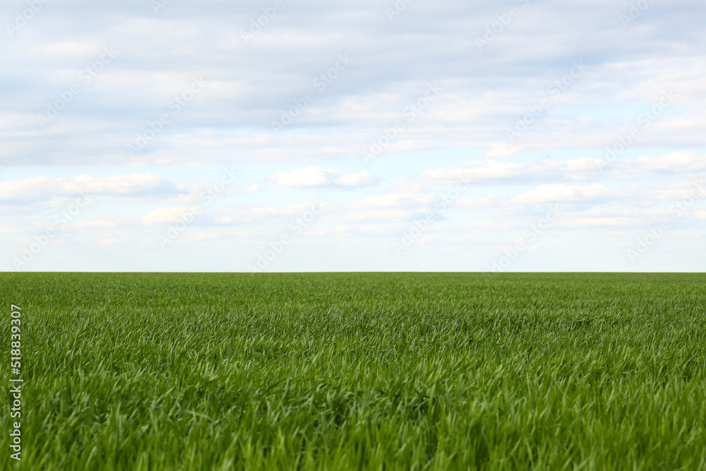 Picturesque view of green agricultural field on cloudy day