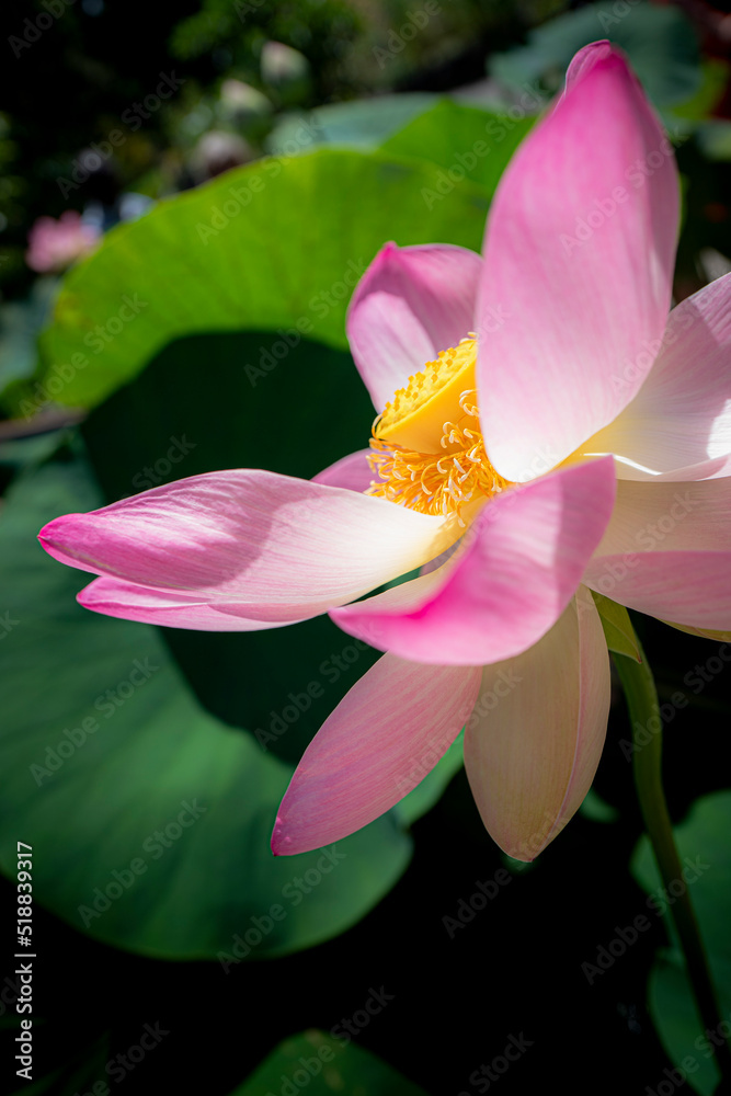 au coeur des lotus