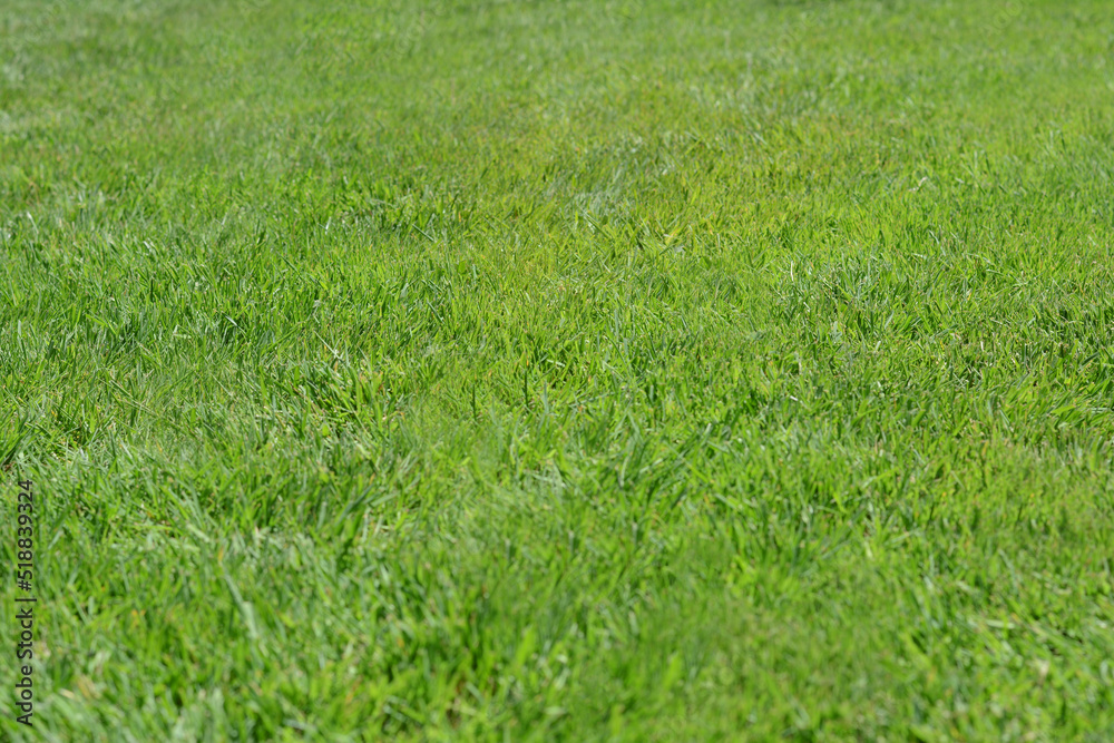 Beautiful bright green grass on sunny day Beautiful bright green grass on sunny day