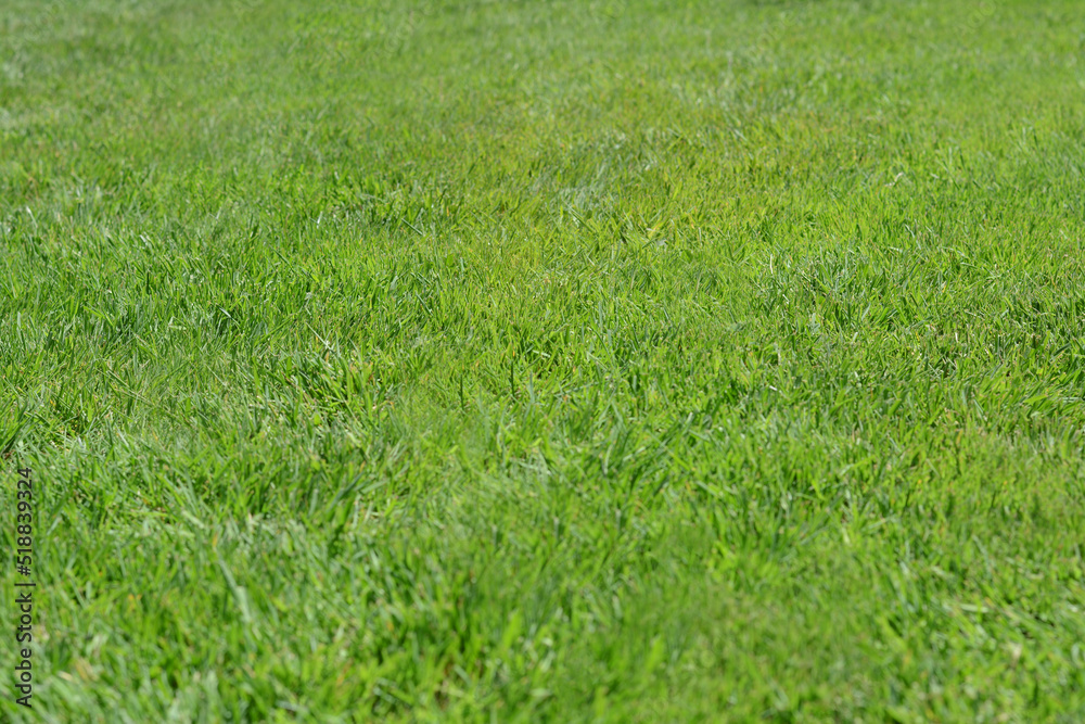 Beautiful bright green grass on sunny day