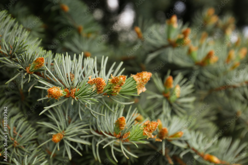 Beautiful branches of coniferous tree, closeup view Beautiful branches of coniferous tree, closeup view