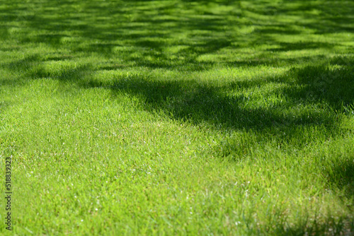 Shadow of tree on bright green grass during sunny day