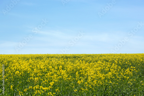 Beautiful view of blooming rapeseed field on sunny day