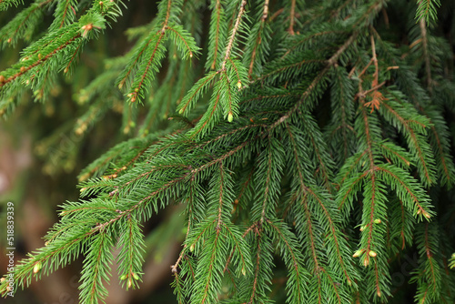 Green branches of beautiful conifer tree with small cones outdoors  closeup