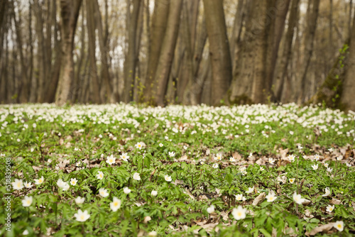 Fototapeta Naklejka Na Ścianę i Meble -  Beautiful forest with white wood anemone flowers