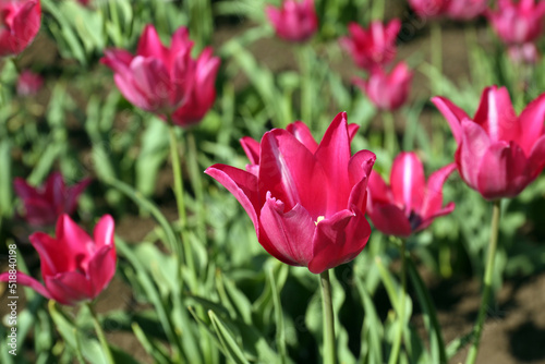 Beautiful pink tulips growing in garden  closeup. Spring season