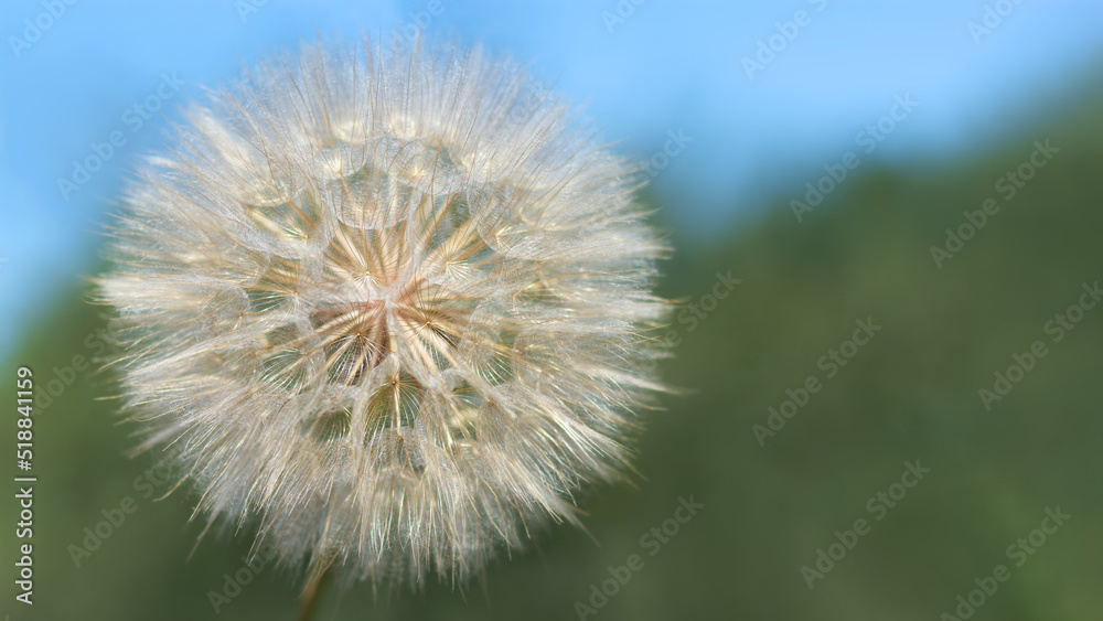 Fototapeta premium Beautiful flower dandelion on a background of clear blue sky. Close up of fluffy Dandelionon a blue background. Taraxacum Erythrospermum. Abstract nature background of Dandelion . Computer background.