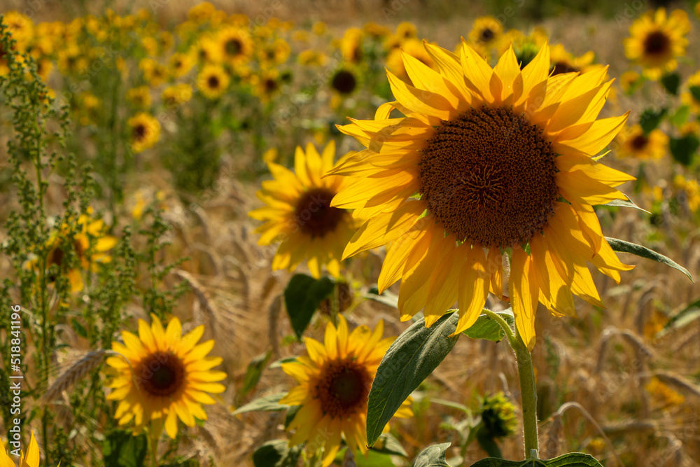 Sonnenblumenfeld in Gelb mit Weizen und Sonnenblumen, im Sommer