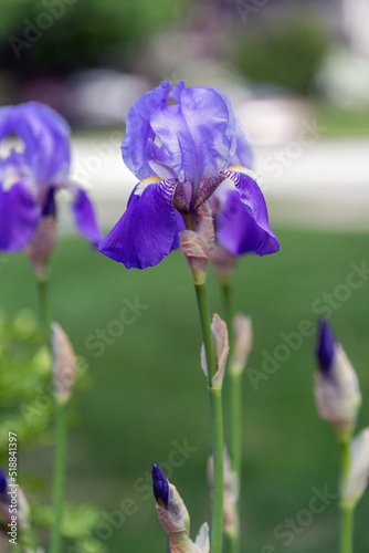 Purple Iris Blooming in Spring
