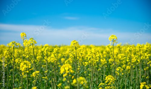 Rapeseed field in romania