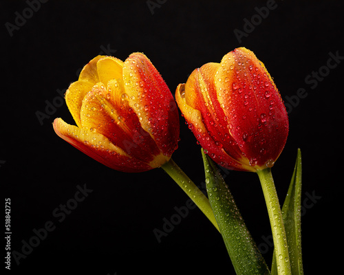 Dewy Red and Yellow Tulips