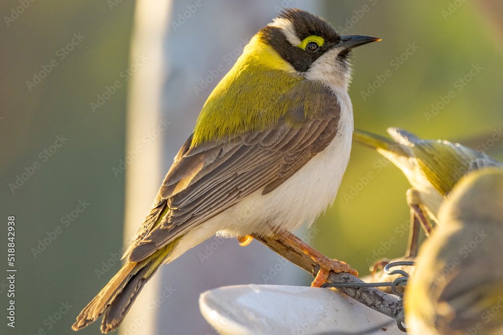 Fototapeta premium Golden-backed Black-chinned Honeyeater in Queensland Australia