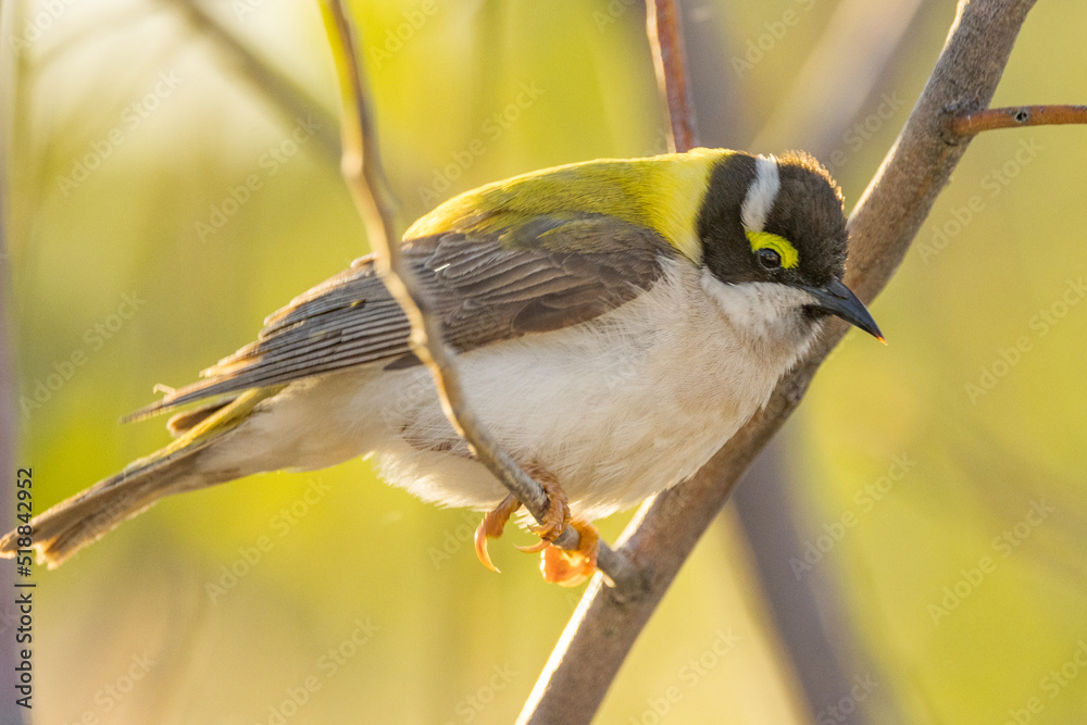 Fototapeta premium Golden-backed Black-chinned Honeyeater in Queensland Australia
