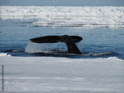 Bowhead whales, Balaena mysticetus, swimming in the Arctic of Canada