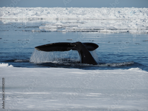 Bowhead whales, Balaena mysticetus, swimming in the Arctic of Canada photo