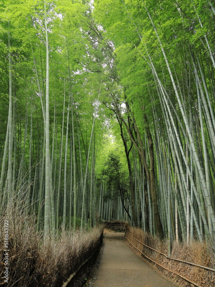 京の涼さがし(嵐山竹林の道) 京の涼さがし(嵐山竹林の道)