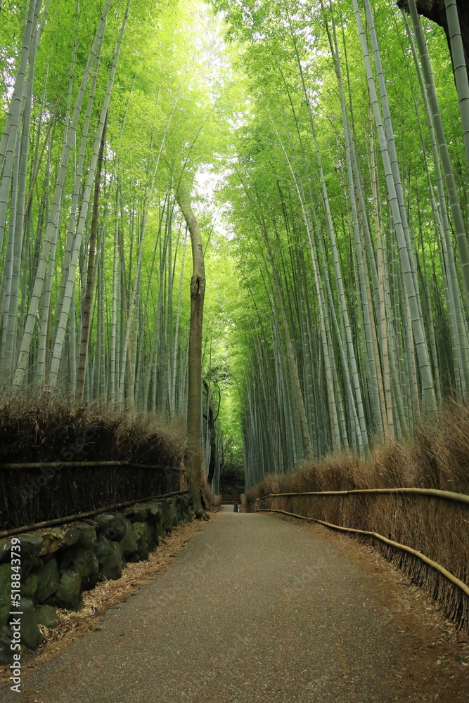 Fototapeta premium 京の涼さがし（嵐山竹林の道）