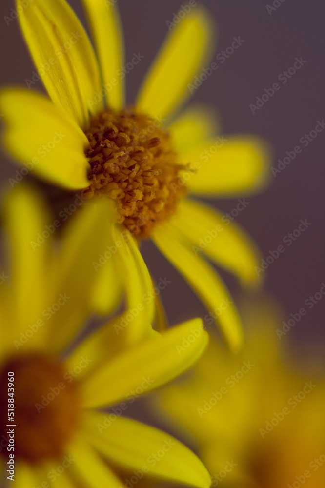 Obraz premium yellow flower macro
