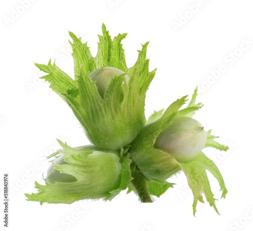 Green hazelnut nuts isolated on white background. Fresh green unripe fruits of common hazel. Corylus avellana.
