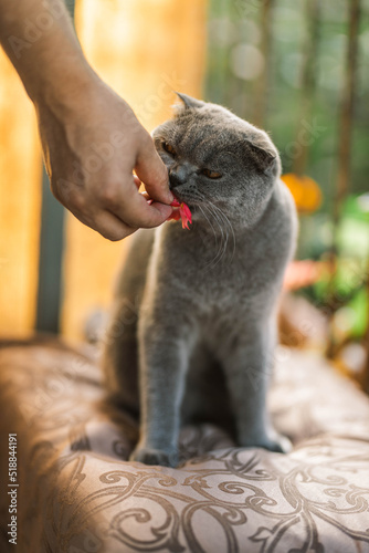 Beautiful Grey Scottish-fold shorthair fluffy cat with orange eyes eating flower from hand on the chair in sunlight, colorful background. Warm toning. Pets care. World cat day. Image for cats websites