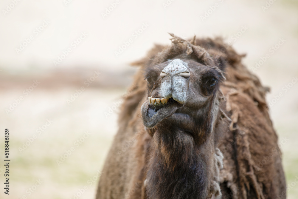 Camel in the desert, close-up. Close-up of a camel's head against the background of sand in the desert. Camel opened his mouth and showed his teeth, smiling.