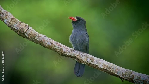 The white-fronted nunbird (Monasa morphoeus), beautiful grey neotropical bird perched on a tree branch in a reinforest in Ecuador. photo