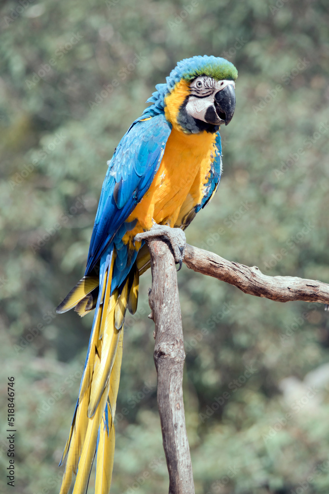 Fototapeta premium the blue and gold macaw is sitting on a perch. it is a large south american parrot