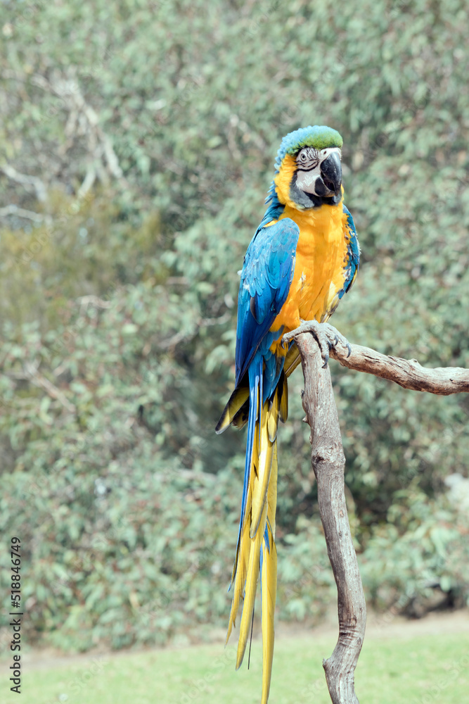 the blue and gold macaw is sitting on a perch. it is a large south american parrot
