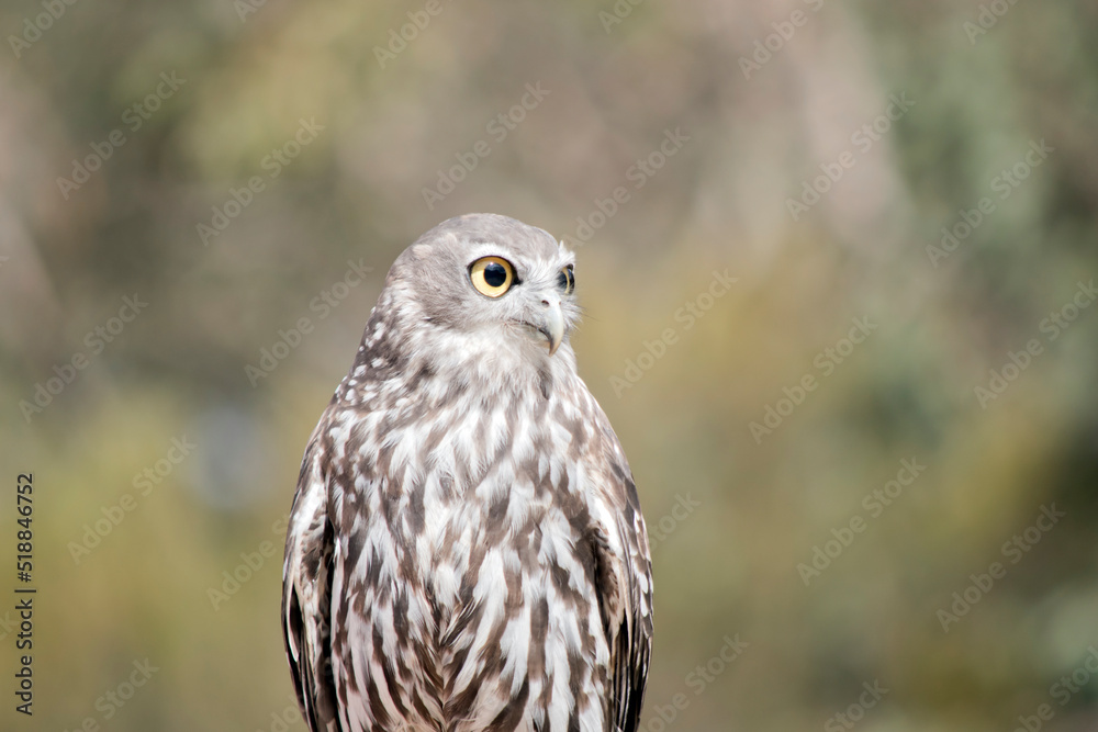 this is a close up of a barking owl looking out for danger this is a close up of a barking owl looking out for danger