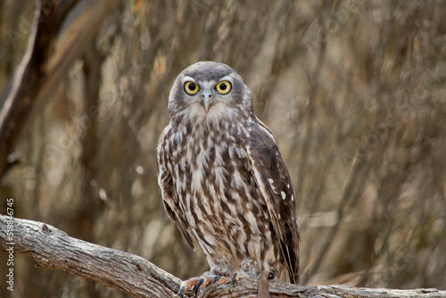 Foto the barking owl is perched in a tree looking out for danger