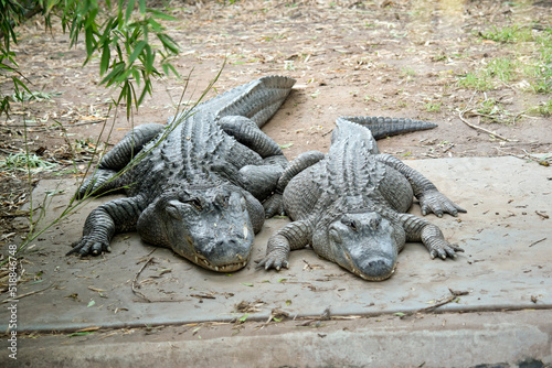 the two large alligator are resting at the waters edge