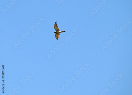 Turmfalke (Falco tinnunculus), fliegend, vor blauem Himmel