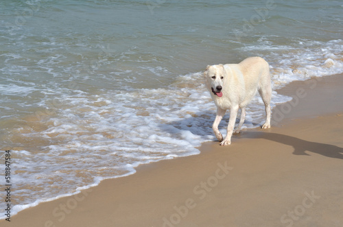 Young white alabay dog walking on the sea shore. The Central Asian Shepherd Dog, also known as the Alabay or Alabai
