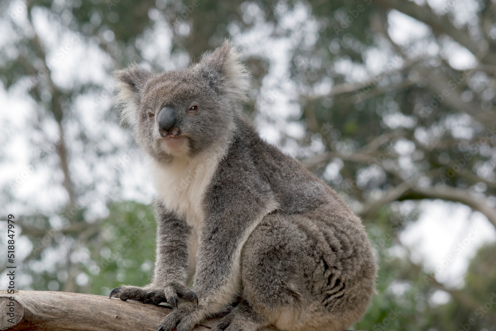 Obraz premium the koala is an australian marsupial that only eats gum leaves