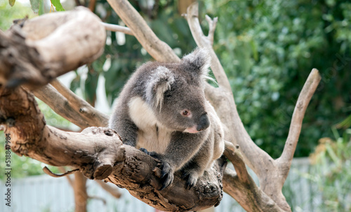 the koala is a grey and white marsupial with white fluffy ears and a big black nose © susan flashman